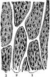 Longitudinal section of bone, a microscopic view. 1: Cells; 2: Canals; 3: Intercellular substance.