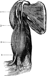 Biceps muscle contracted to raise the fore-arm. 1 and 3: Two heads fastened at the shoulder; 2: Contracting portion; 4: End fastened to the fore-arm.