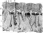 Vertical section of the skin, a microsopic view. 1: Cutis; 2: Cuticle in layers; 3: Papilla; 4: Nerves of the Papilla; 5: Opening of Perspiratory Gland; 6: Perspiratory Gland entire; 7: Vessels for secreting coloring matter; 8: Blood-vessels.