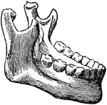 The lower maxillary bone, including the bottom set of teeth.
