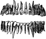 Full permanent set of teeth, seen in front.