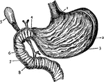 Section of the Stomach. 1: Cardiac orifice; 2: Folds of mucous membrane; 3: Muscular wall; 4: Pylorus; 5: Gall-bladder; 6: Duodenum; 7: Folds of mucous membrane; 8: Entrance of bile and pancreatic juice.