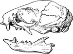 "Skull of two-toed sloth." &mdash;The Encyclopedia Britannica, 1903