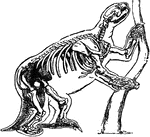"Skeleton of the Mylodon robustus." &mdash;The Encyclopedia Britannica, 1903