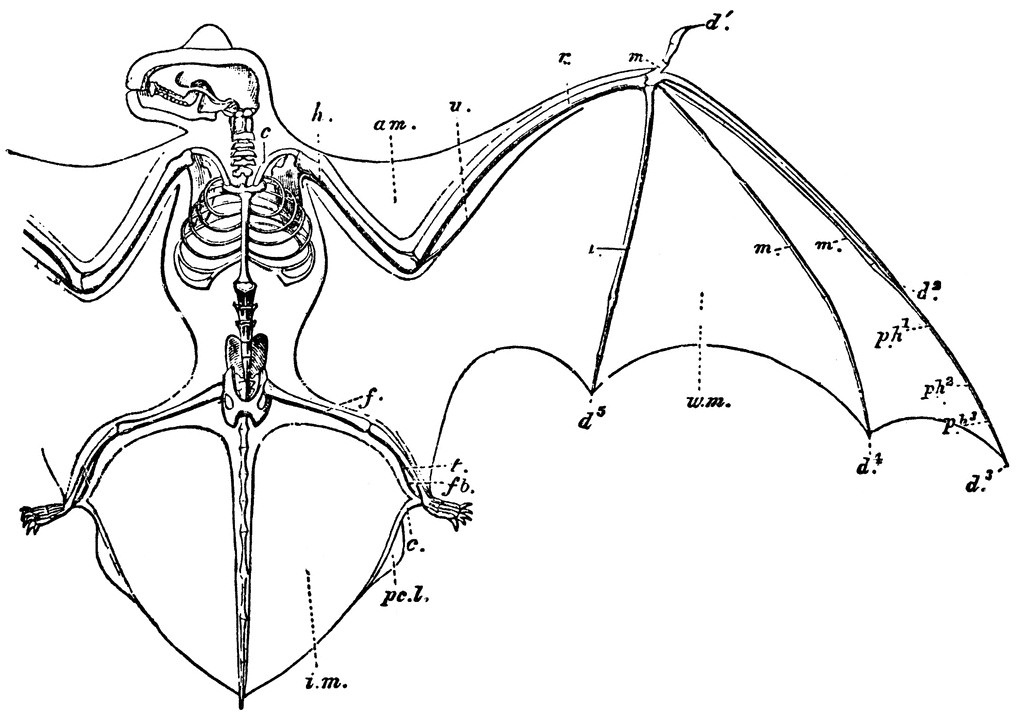 Noctule Bat | ClipArt ETC radius fibula diagram 