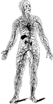 This human anatomy ClipArt gallery offers 116 illustrations of human systemic circulation of the cardiovascular system. This includes veins, arteries, and capillaries involved in systemic circulation of blood throughout the body. General views of the circulatory system are also included here.