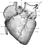 External view of the Heart. 1: Right Auricle; 2: Left Auricle; 3: Right Ventricle; 4: Left Ventricle; 5: Systemic Veins; 6: Pulmonary Veins; 7: Aorta; 8: Pulmonary Artery; 9: Coronary Vein and Artery.