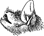 "Head of Scotophilus Emarginatus." &mdash;The Encyclopedia Britannica, 1903