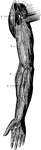 Superficial lymphatics of the right arm. 1: Vein; 2: Lymphatic tubes; 3: Lymphatic glands.