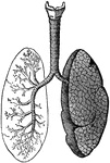 Ideal diagram of lungs and air-passages.