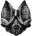 "Head of Rhinolophus Mitratus." &mdash;The Encyclopedia Britannica, 1903
