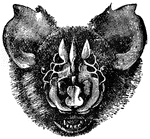 "Head of Triaenops Persicus." &mdash;The Encyclopedia Britannica, 1903