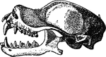 "Skull of Rhinopoma Microphyllum." &mdash;The Encyclopedia Britannica, 1903