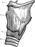 External view of the left side of Larynx. 1: Front portion of hyoid bone; 2: Upper edge of larynx; 3: Lower portion of larynx; 4: Second ring of trachea.
