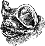 "Head of Molossus Glaucinus." &mdash;The Encyclopedia Britannica, 1903