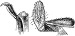 "Thumb and leg and foot of Mystacina tuberculata." &mdash;The Encyclopedia Britannica, 1903