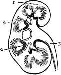 Section of Kidney. 1: Body of Kidney; 2: Internal vessels; 3: Ureter, leading to the bladder.