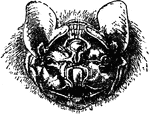 "Head of Centurio Senex." &mdash;The Encyclopedia Britannica, 1903