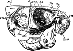 "Side view of skull of Cape Jumping Hare. Pmx, premaxilla; Mx, maxilla; Ma, malar; Fr, frontal; L, lachrymal; Pa, parietal; Na, nasal; Sq, squamosal; Ty, tympanic; ExO, exoccipital; AS, alisphenoid; OS, orbito-sphenoid; Per, mastoid bulla." &mdash;The Encyclopedia Britannica, 1903
