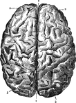The brain seen from above. 1: Great fissure; 2: Anterior lobes; 3: Posterior lobes.