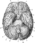 The brain seen from below. 1: Great fissure; 2: Anterior lobes of cerebrum; 3: Posterior lobes of cerebrum; 4: Lobes of cerebellum; 5: Cranial nerves; 6: Auditory nerve; 7: Optic nerve; 8: Olfactory nerve; 9: Main body of medulla oblongata; 10: End of medulla oblongata.