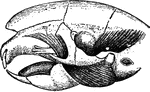 "Skull of Hystrix Eristata. t, temporal muscle; m, masseter. m', portion of masseter transmitted through the infra-orbital foramen, the superior maxillary nerve passing outwards between it and the maxillary bone." &mdash;The Encyclopedia Britannica, 1903