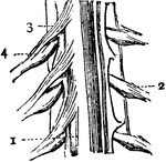 Portion of the spinal cord. 1: Body of cord; 2: A spinal nerve from left side of cord; 3: Anterior roots of a nerve; 4: Posterior roots.