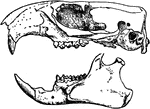"Skull of Arciomys Monax." &mdash;The Encyclopedia Britannica, 1903