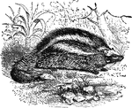 "This very extraordinary species from north-east Africa differs from all other rodents in the peculiar granulated plated which cover the temporal fossae, and from all the species of the section in the rudimentary condition of the clavicles as well as in the possession of an opposable hallux. The hair is very peculiar in structure, and forms a crest along the back and tail." &mdash;The Encyclopedia Britannica, 1903