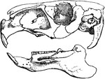 "Skull of Hydrochaerus Capybara." &mdash;The Encyclopedia Britannica, 1903
