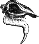 "Skull of Dinotherium Giganteum." &mdash;The Encyclopedia Britannica, 1903
