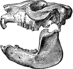 "Cranium and lower jaw of Mesotherium Cristatum." &mdash;The Encyclopedia Britannica, 1903