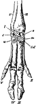 "Bones of fore foot of existing Artiodactyle. Pig (Sus scrofa)." &mdash;The Encyclopedia Britannica, 1903