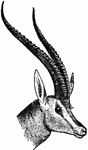 "Head of antelope (Gazella granti), showing horns." &mdash;The Encyclopedia Britannica, 1903