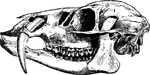 "Skull of Hydropotes inermis (adult male), a deer without antlers, but with largely-developed upper canine teeth." &mdash;The Encyclopedia Britannica, 1903