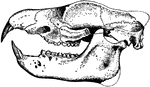 "Skull of Tillotherium Fodiens." &mdash;The Encyclopedia Britannica, 1903