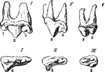 "Upper Sectorial Teeth of Carnivora. I, Felis; II, Canis; III, Ursus, 1, anterior, 2, middle, and 3, posterior in position, and without distinct root, characteristic of the Ursidae." &mdash;The Encyclopedia Britannica, 1903