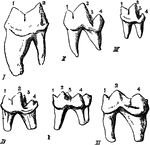 "Modifications of the Lower Sectorial Tooth in Carnivora. I, Felis; II, Cunis; III, Herpestes; IV, Lutra; V, Meles; VI, Ursus. 1, anterior lobe of blade; 2, posterior lobe of blade; 3, inner tubercle; 4, heel. It will be seen that the relative size of the two roots varies according to the development of the portion of the crown they have respectively to support." &mdash;The Encyclopedia Britannica, 1903