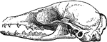 "Skull of Eupleres goudoti." &mdash;The Encyclopedia Britannica, 1903