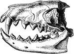 "Dentition of Hyaenodon leptorhynchus. The posterior molar is concealed behind the penultimate tooth." &mdash;The Encyclopedia Britannica, 1903