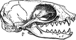 "Skull and Dentition of Otaria Forsteri." &mdash;The Encyclopedia Britannica, 1903