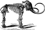 "Restored skeleton of Mammoth (Elephas primigenius)." &mdash;The Encyclopedia Britannica, 1903