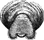 "Front view of head of American Manatee, showing the eyes, nostrils, and mouth with the lobes of the upper lip divaricated." &mdash;The Encyclopedia Britannica, 1903