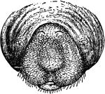 "Front view of head of American Manatee, showing the eyes, nostrils, and mouth with the lip contracted." &mdash;The Encyclopedia Britannica, 1903