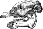 "Skull of African Manatee (Manatus senegatensis)." &mdash;The Encyclopedia Britannica, 1903