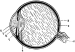 Section of the eye. 1: Optic nerve; 2: Retina; 3: Vitreous humor; 4: Crystalline lens; 5: Aqueous humor; 6: Cornea; 7: Iris; 8: Pupil.