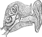 Diagramatic section of the Left Ear. 1: Concha; 2: External canal; 3: Middle ear, crossed by the ossicles; 4: Inner ear; 5: Petrous bone; 6: External membrane of the middle ear; 7: Eustachian tube; 8: Auditory nerve.