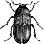 A beetle whose larvae is very destructive to stuffed animals in museums.