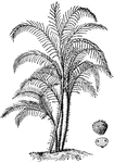 A slender palm, found in rivers and marshy places in American within the tropics.