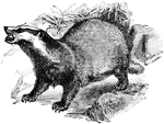 About two feet in length of a heavy and clumsy shape, short legs, and short thick tail. Its fur is commonly a grizled gray.
